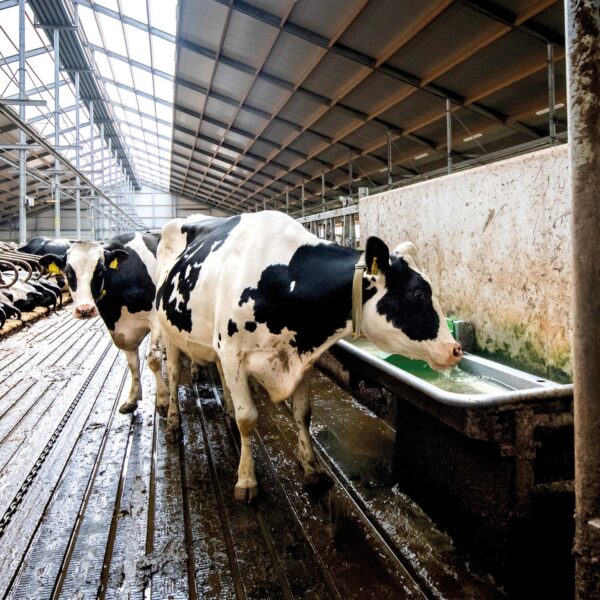Koe drinkt uit Pingo drinkbak van Spinder