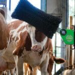 Nirvana roterende koeborstel, koe geniet van borstel