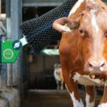 Nirvana roterende koeborstel in actie