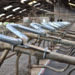 Golfschoftboom - Afbeelding 2