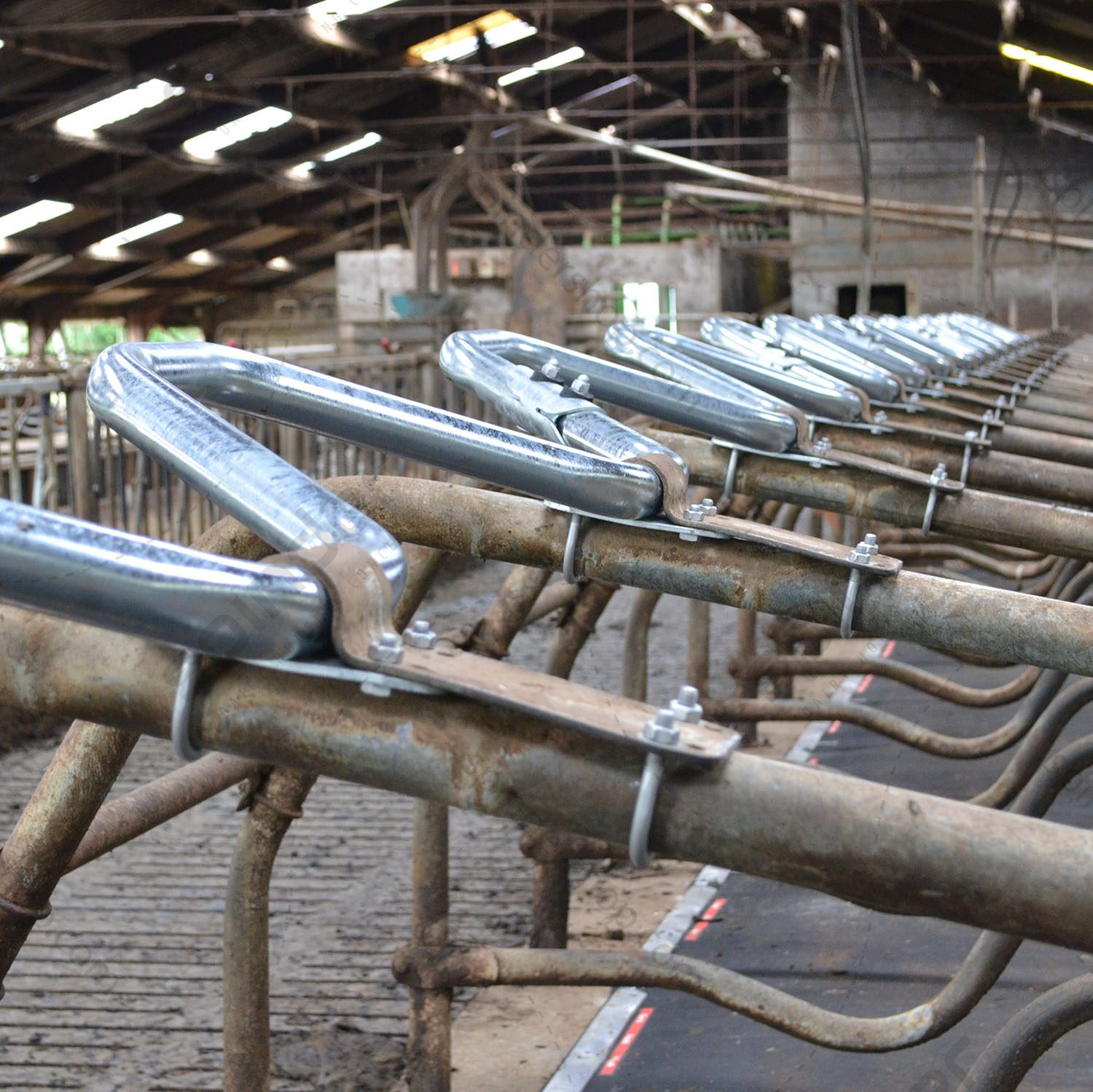 0192-golfschoftboom-spinder-2 Golfschoftboom - Afbeelding 2