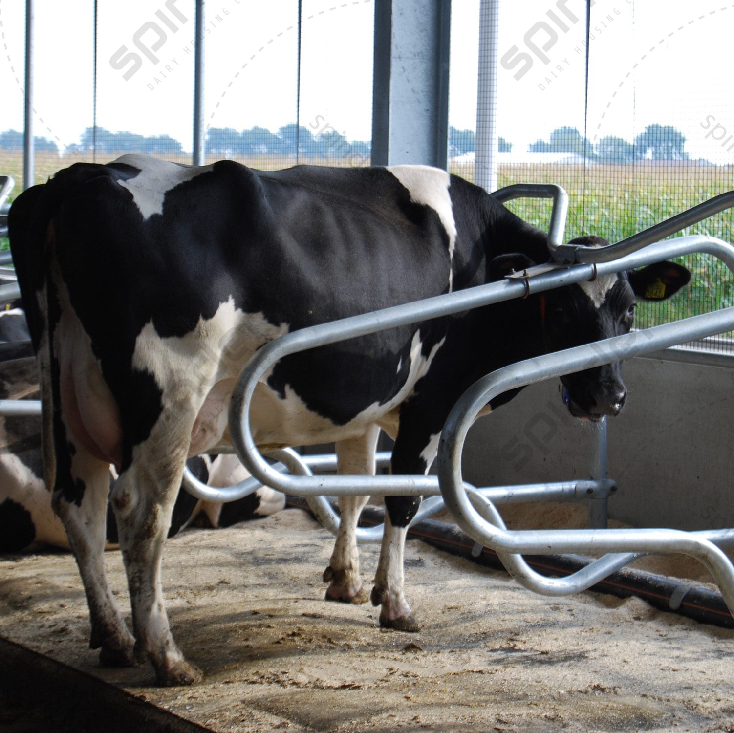 50999-waterbed-spinder Dual waterbed met enkel vulpunt