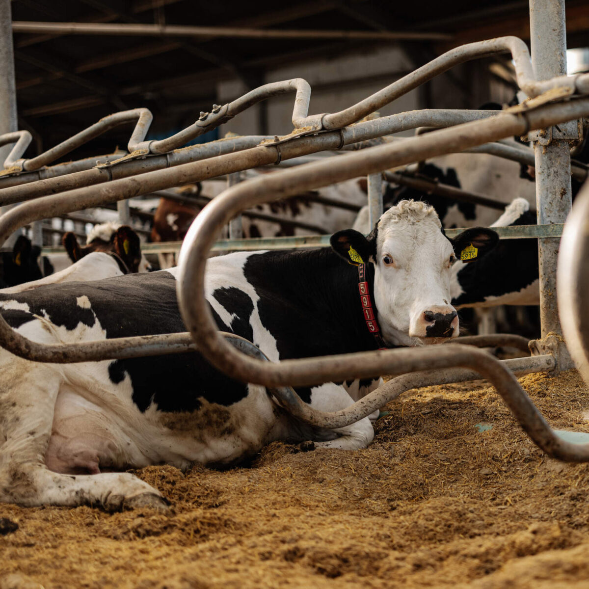 (2e keus) Comfort NG Ligbox 228, losse beugel - Afbeelding 3